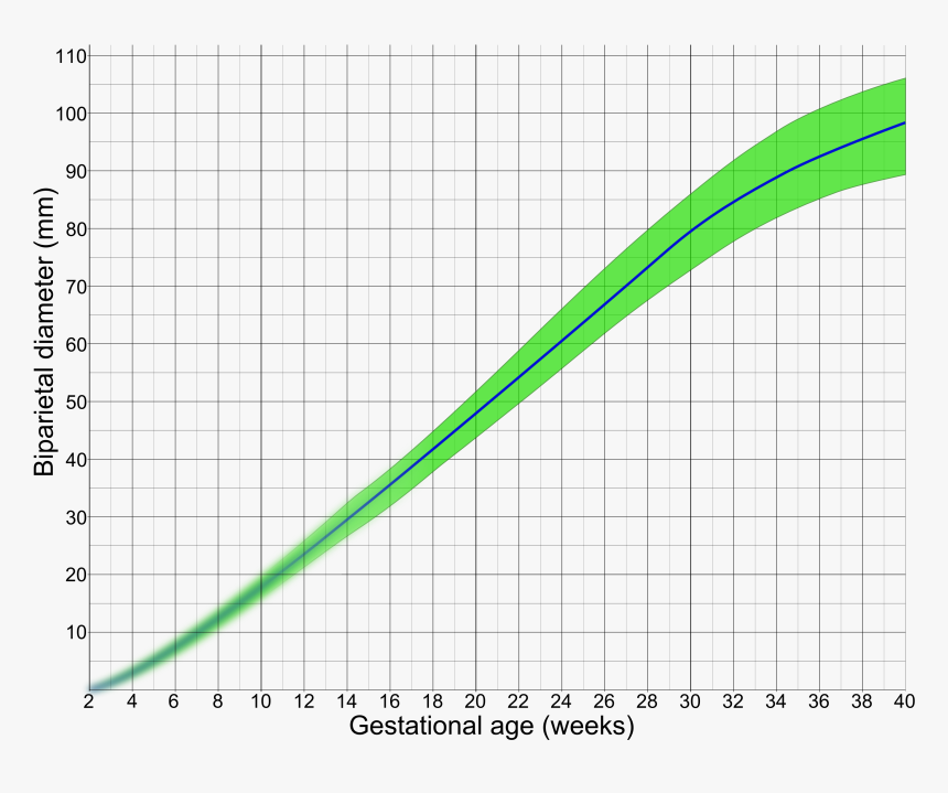 Biparietal Diameter By Gestational Age - Biparietal Diameter Gestational Age, HD Png Download
