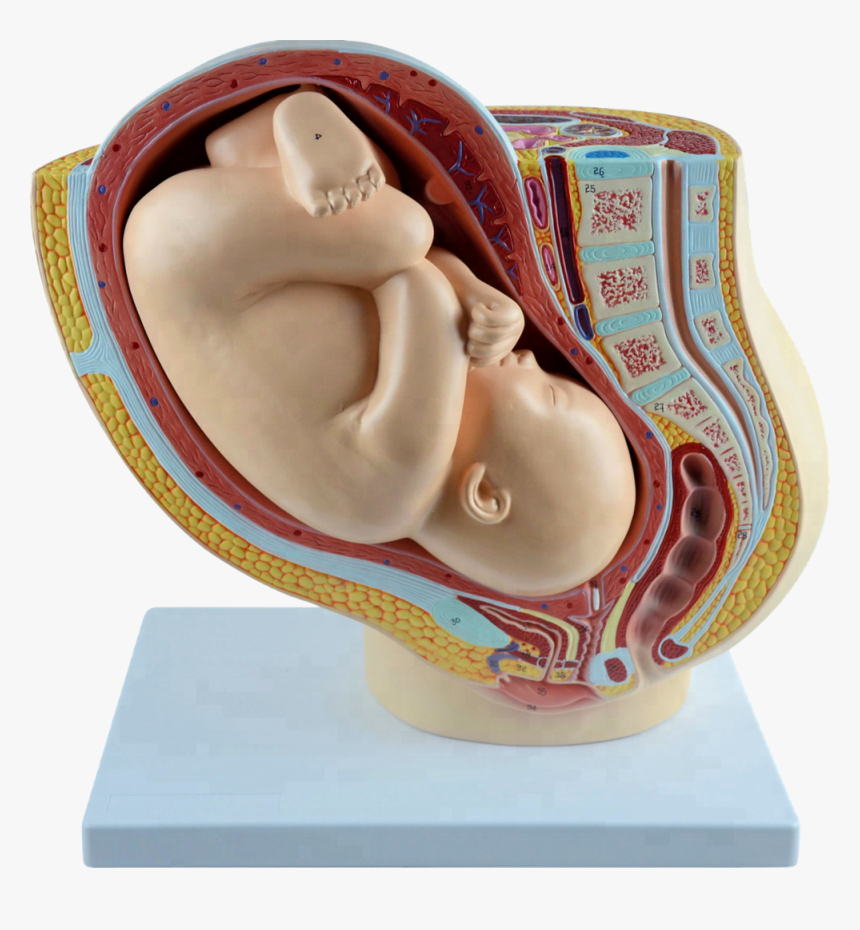 Human Female Pelvis Section With Fetus 40 Weeks - Maqueta De Embarazo De Plastilina, HD Png Download