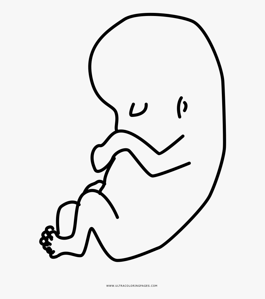 Fetus Coloring Page - Imagenes Del Feto Para Dibujar, HD Png Download