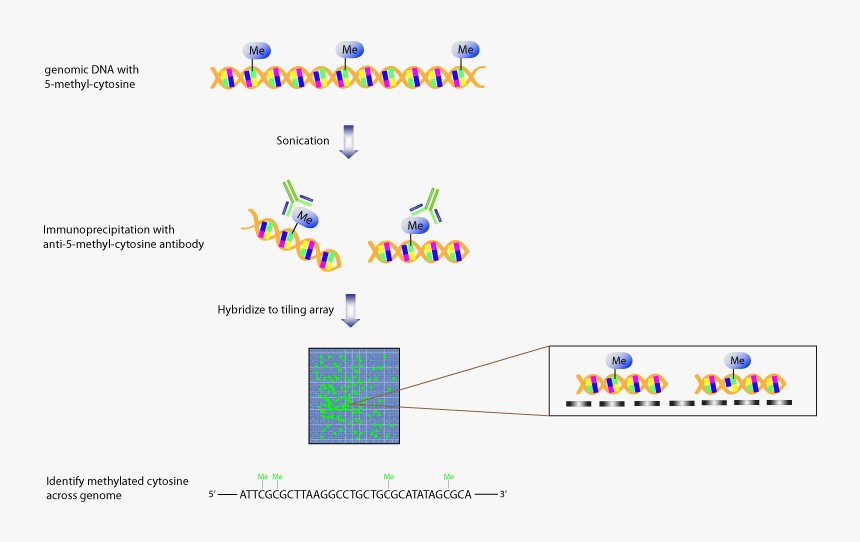Chip Fig 4 - Tiling Array, HD Png Download