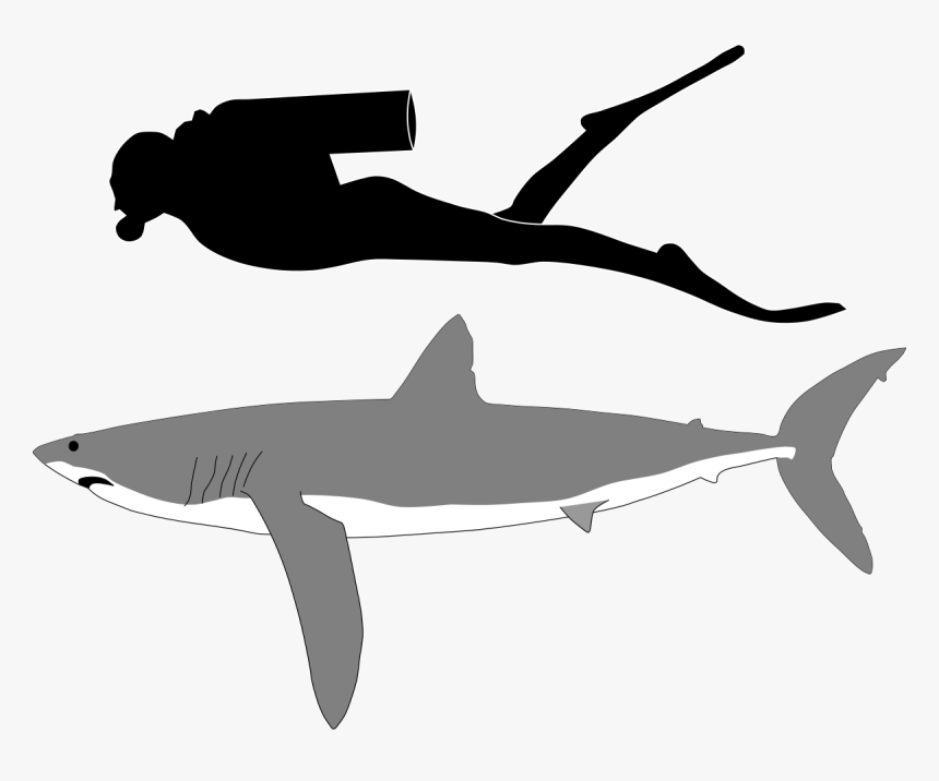 Longfin Mako Shark Size, HD Png Download