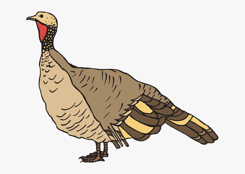 Clipart Turkey Cute - Wild Turkey Clipart, HD Png Download