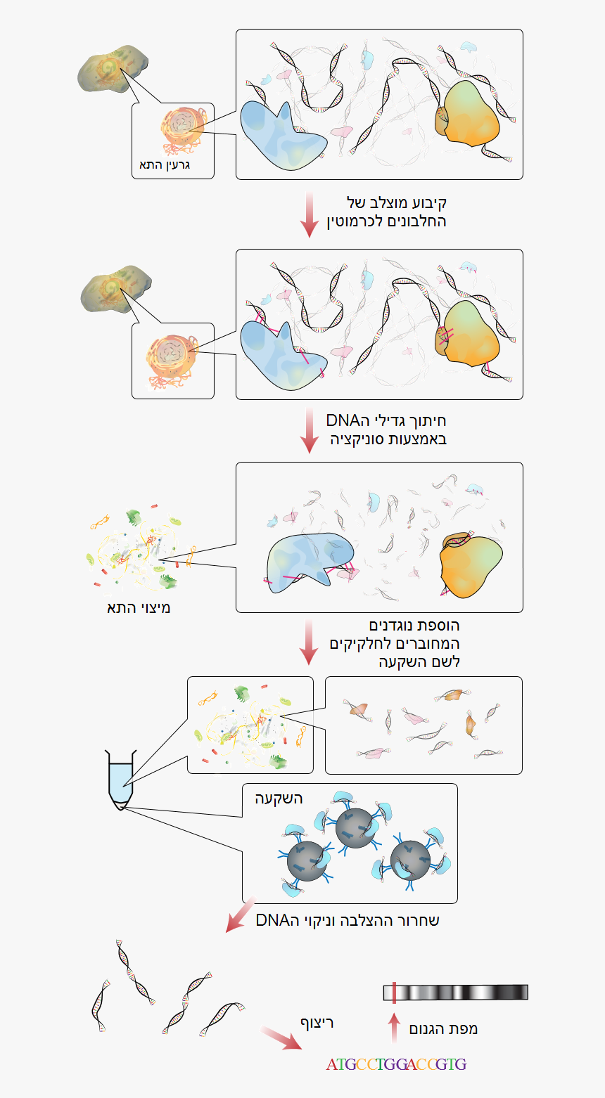 File - Chip - Immunoprecipitazione Della Cromatina, HD Png Download