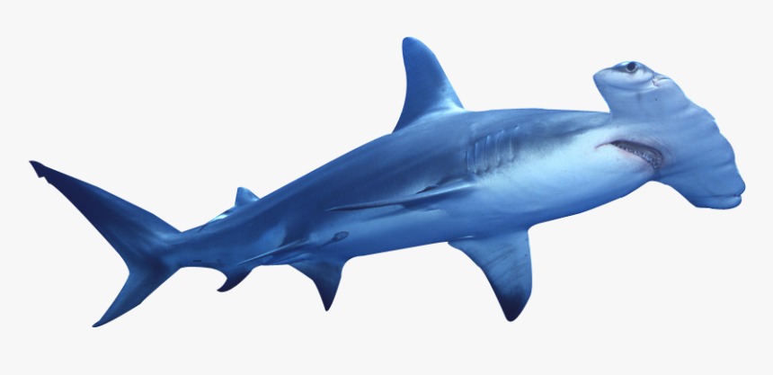 Scalloped Hammerhead Shark Fin Soup Great Hammerhead - Hammerhead Shark Transparent Background, HD Png Download