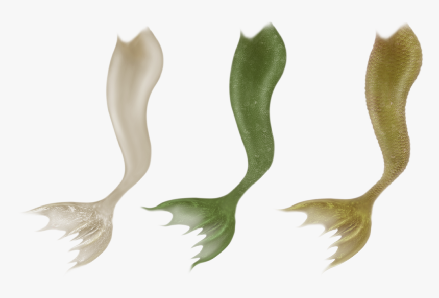 Mermaid Tail Clipart Mermaid Tale - Deviantart Mermaid Tail Png, Transparent Png
