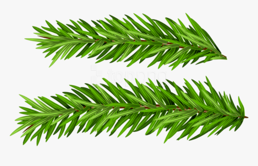 Free Png Pine Branches Set Png Images Transparent Real Christmas Tree