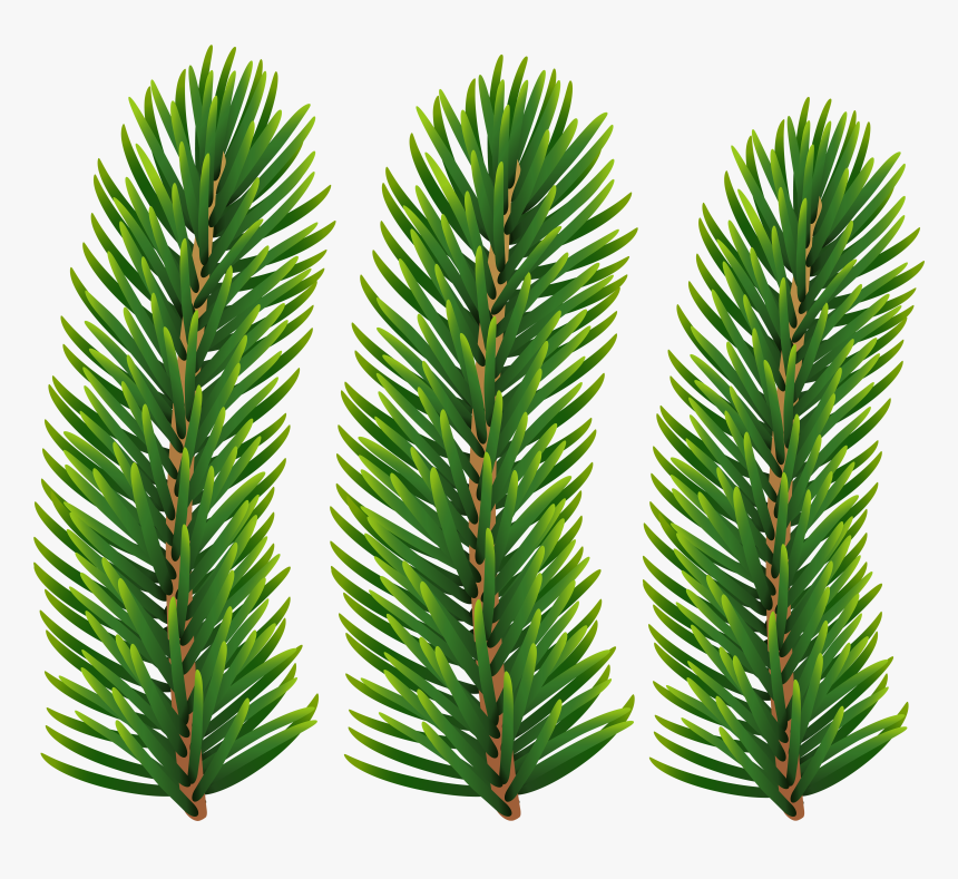 Pine Branches Transparent Image - Western Yew, HD Png Download