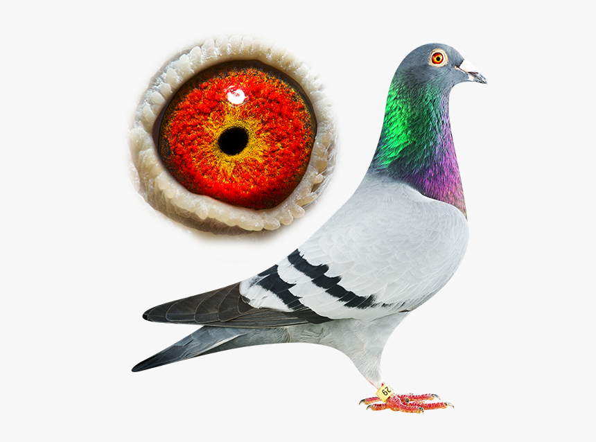 Pigeon Usain Bolt, HD Png Download