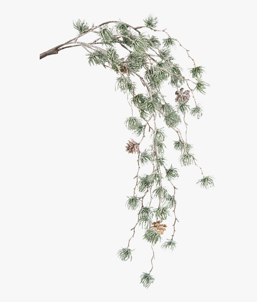 Green Pine Branch With Cones - Casuarina, HD Png Download