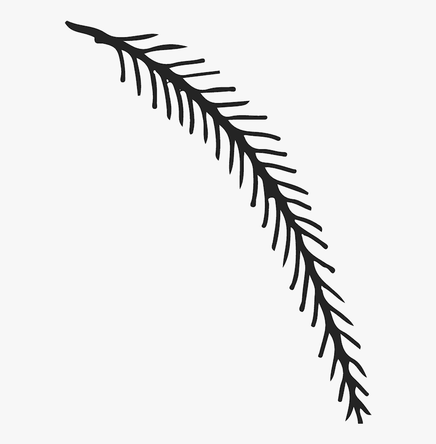 Fern, HD Png Download