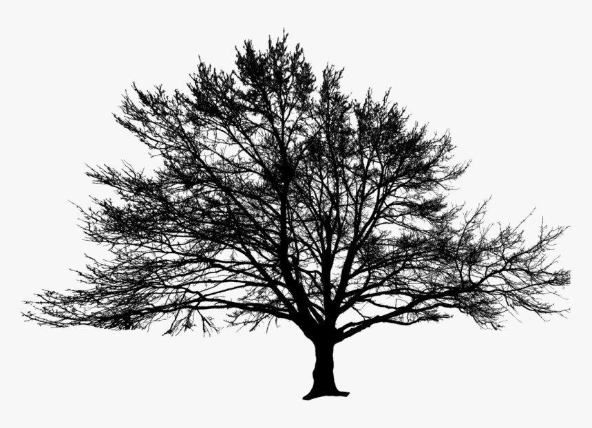 American Larch,white Pine,plant - Oak, HD Png Download