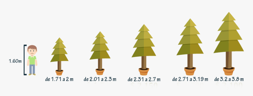 Tamaños De Árboles De Navidad - Arboles De Navidad Png, Transparent Png