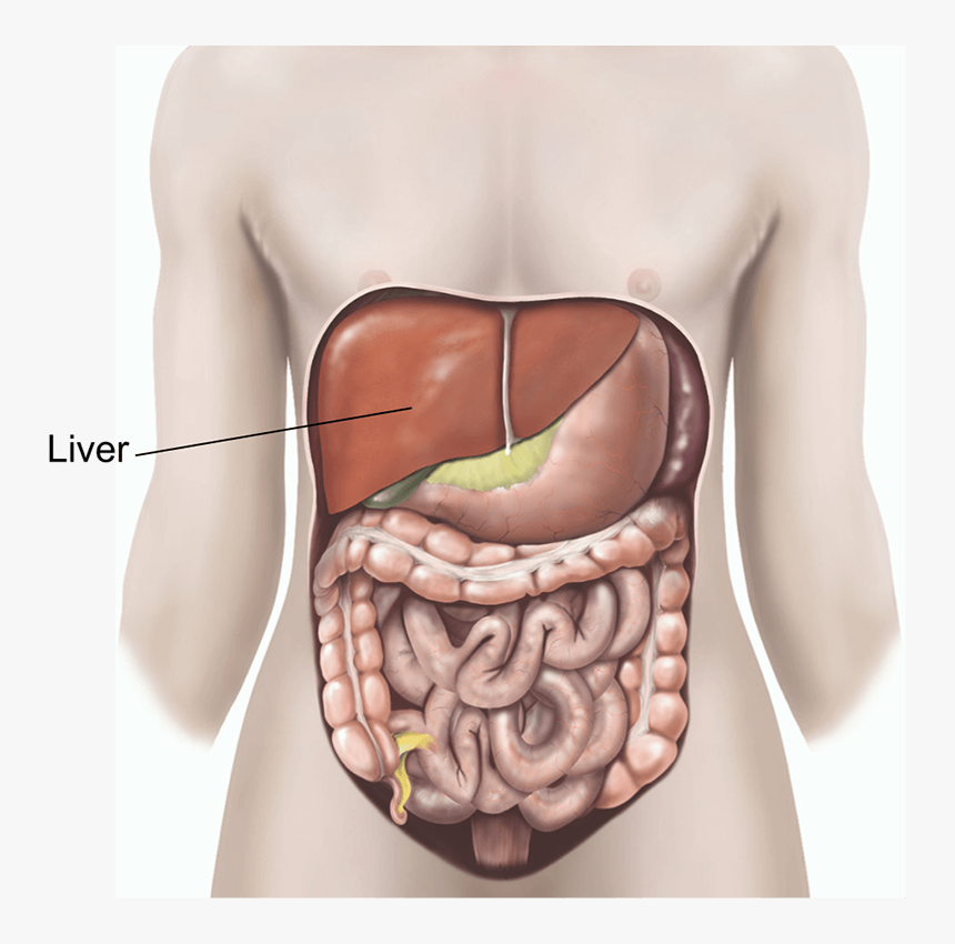 Illustration Showing A Liver Biopsy, HD Png Download