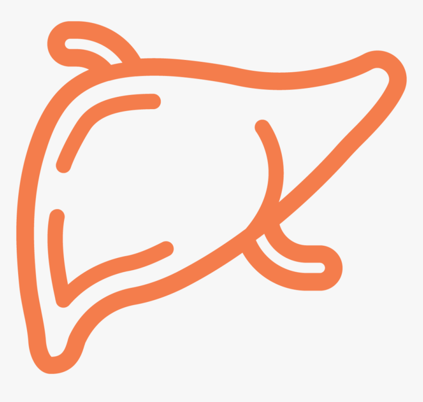 Liver Ecm Cell Culture Substrates - Calligraphy, HD Png Download