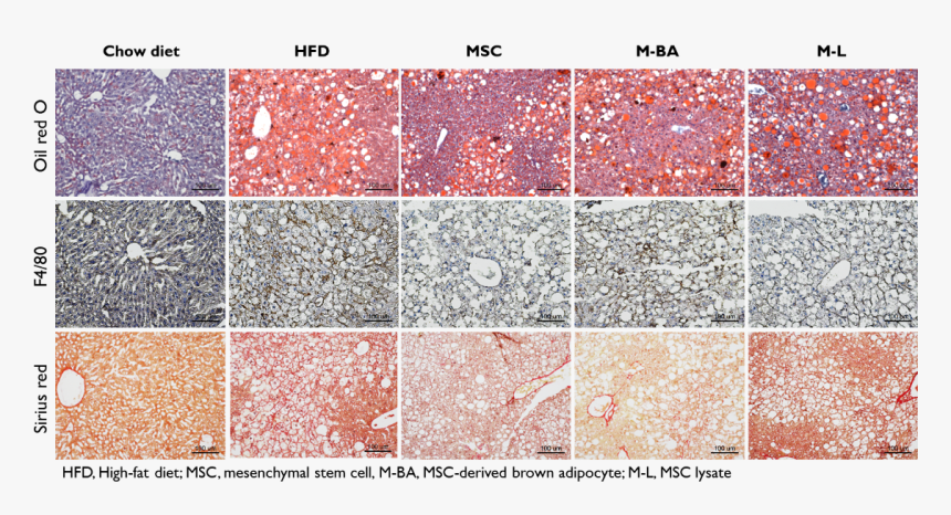 Tile, HD Png Download