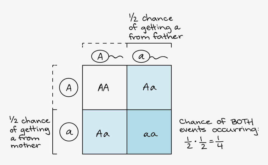 Punnett Square Worksheet - Product Rule Genetics, HD Png Download