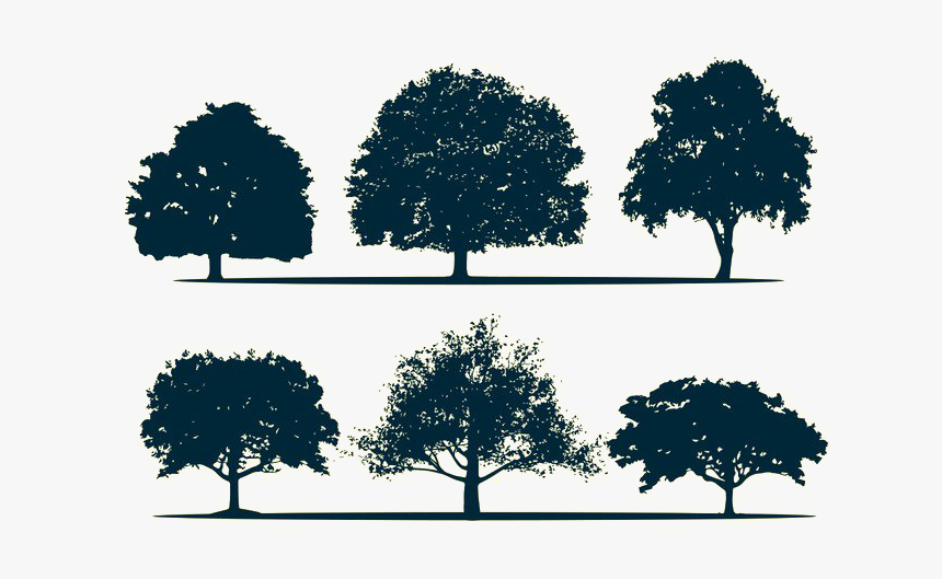 Silhouette Oak Tree - Architecture Tree Silhouette Png, Transparent Png