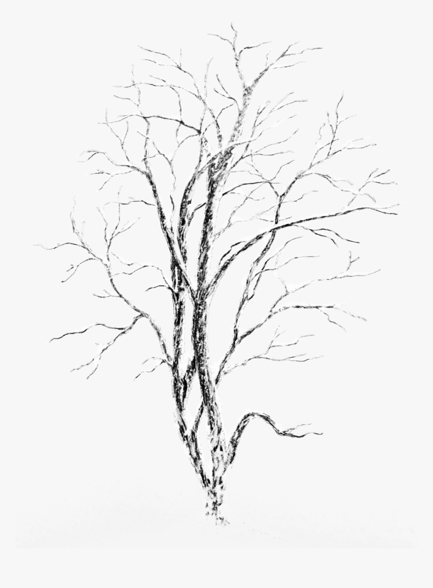 Transparent Snowy Landscape Clipart - Tree With Snow On It Transparent, HD Png Download
