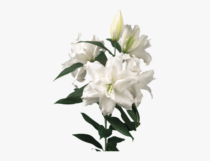 Lily Roselily Dejima, HD Png Download