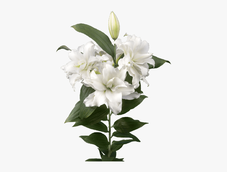 Lilium Roselily Corolla, HD Png Download