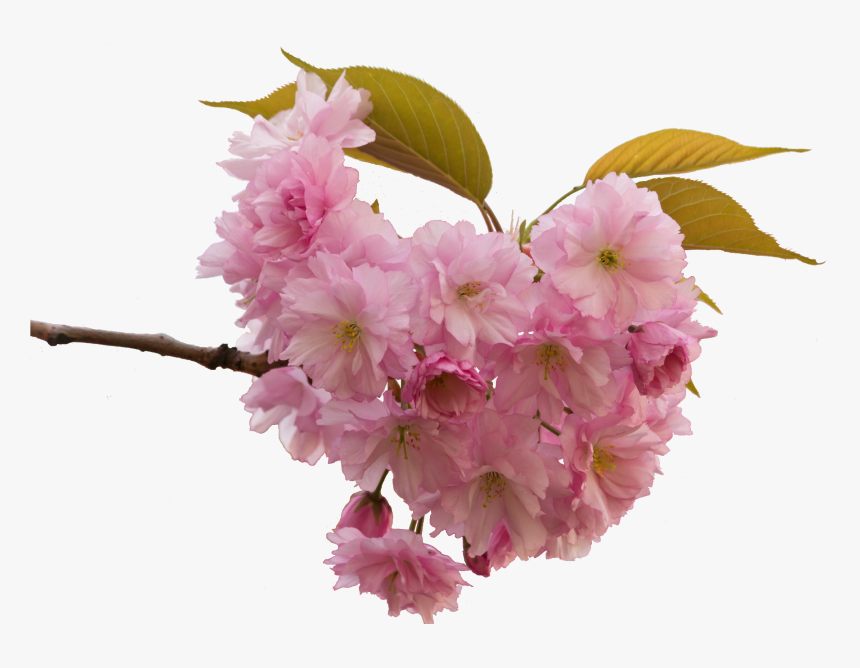 Cherry Blossom, HD Png Download