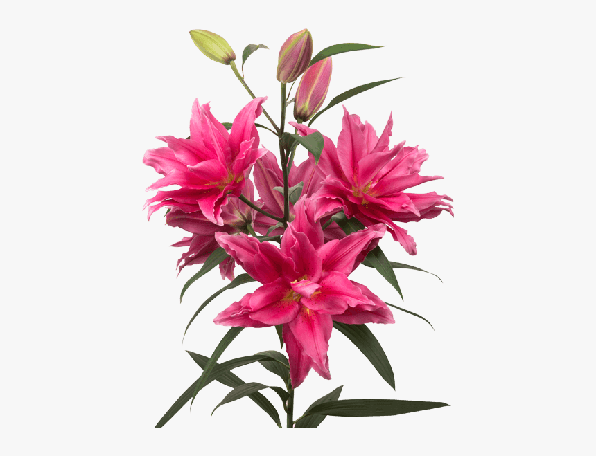 Lily, HD Png Download