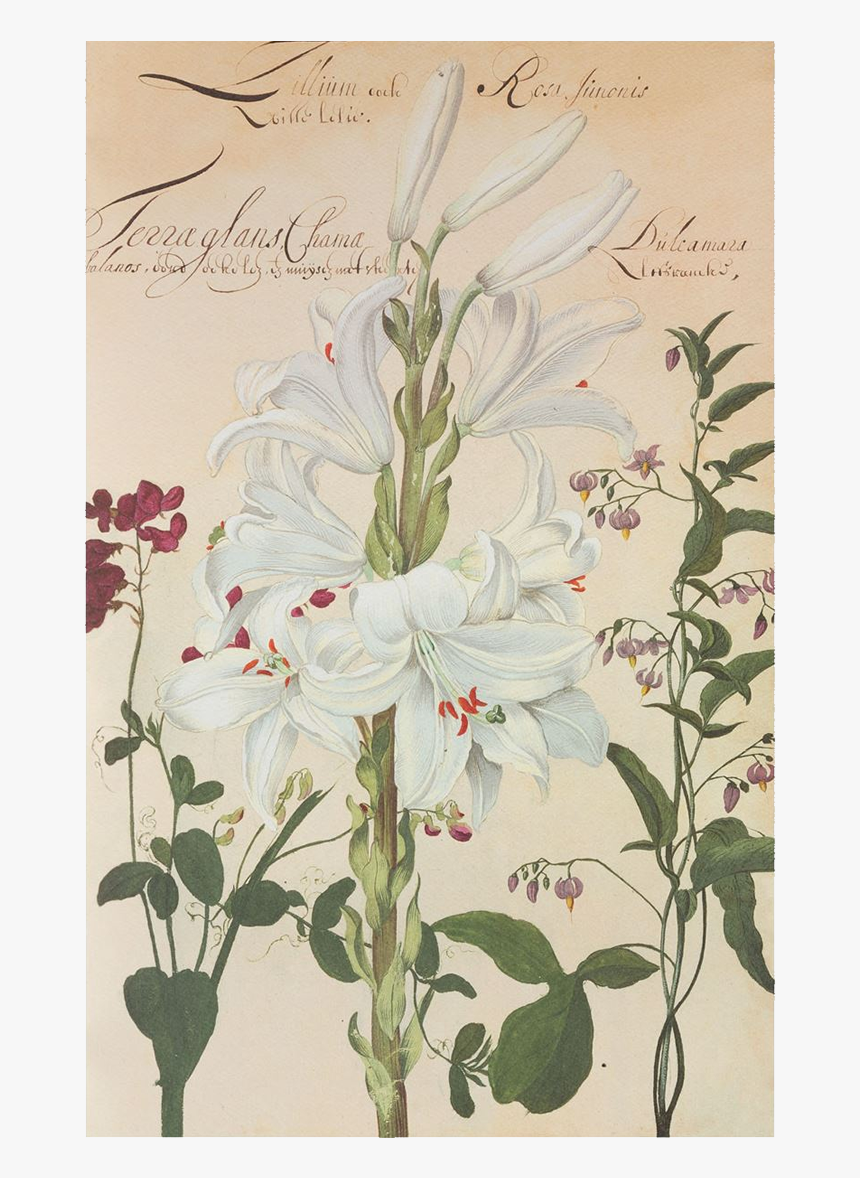 Picture Of White Lily Flower Plates De Geest - Giglio Botanica, HD Png Download