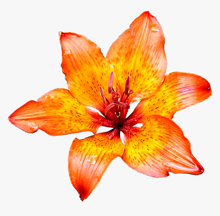Lily Flower Png Images Transparent Images Free Download - Lily Flower White Background, Png Download