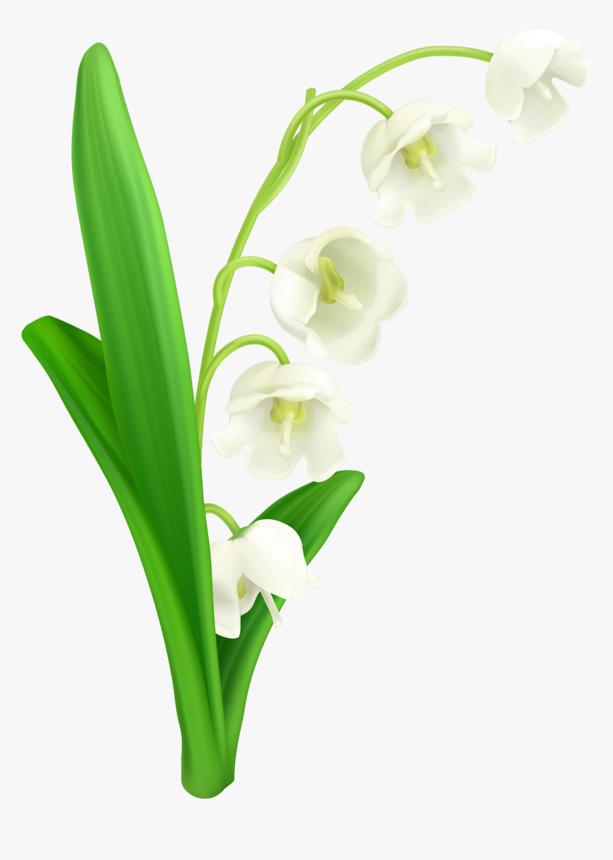 Of The Valley Png - Lily Of The Valley Png, Transparent Png
