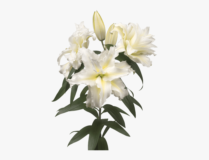 Lily, HD Png Download