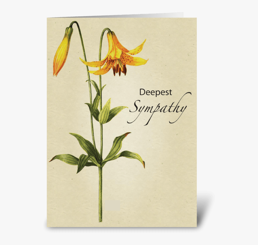 Lily Flower Sympathy Botanical Greeting Card - Erythronium 'pagoda', HD Png Download