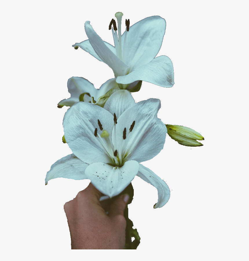 Lilies Sympathy Flowers - Stargazer Lily, HD Png Download