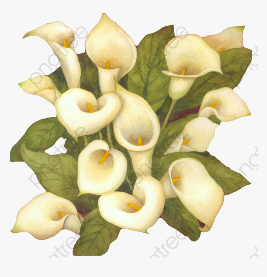 White Flower Bouquet Clipart - Arum-lily, HD Png Download