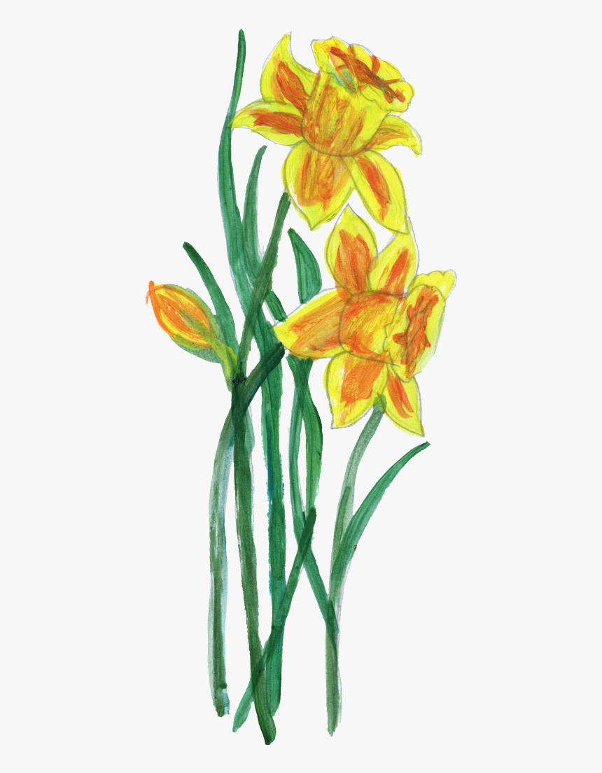 Lily, HD Png Download