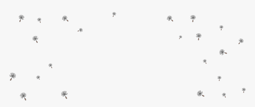 Seabird, HD Png Download