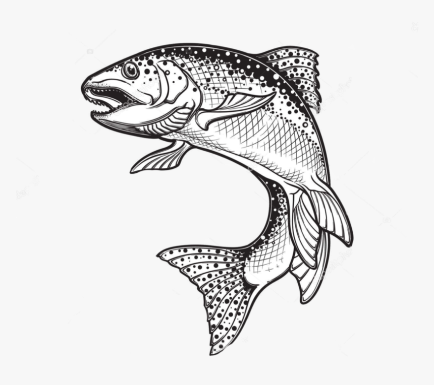 Rainbow Trout Drawing Sketch Vector Graphics Illustration - Rainbow Trout Trout Silhouette, HD Png Download