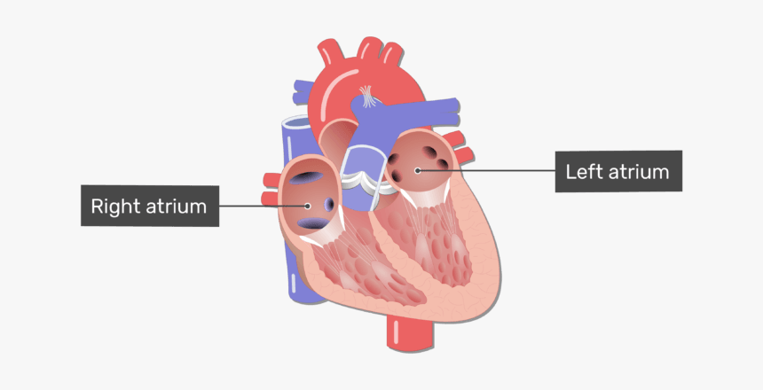 Labelled Image Of The Right And Left Atrium In The, HD Png Download