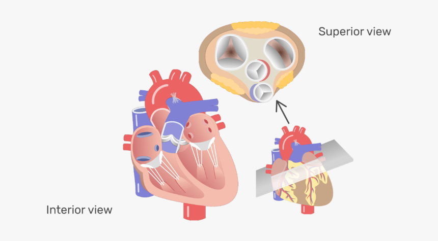 The Four Valves Of The Heart Animation Slide - Transparent Human Heart Valves, HD Png Download