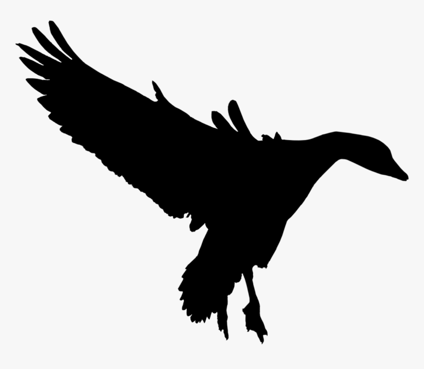 Duck Goose Fauna Feather Silhouette - Bird Of Prey, HD Png Download