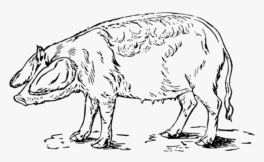 Line Art,wildlife,monochrome - Gris Svart Hvit Tegning, HD Png Download