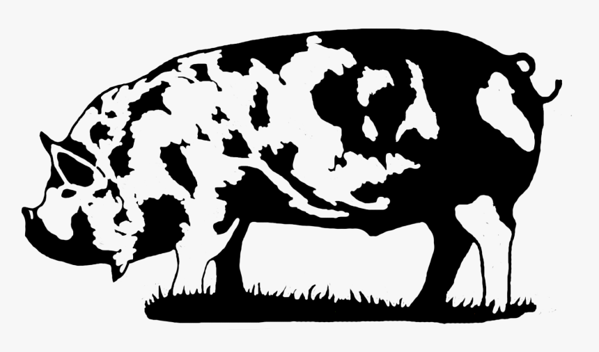 Competitive Advantage Business Solutions, Llc - Kune Kune Pig Black And White, HD Png Download