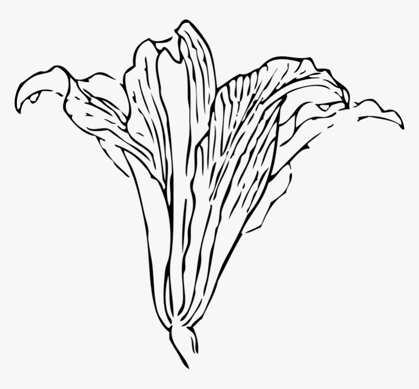 Lily, Easter Lily, Calla Lily, Lilies, Blossom, Flower - Transparent Calla Lily, HD Png Download