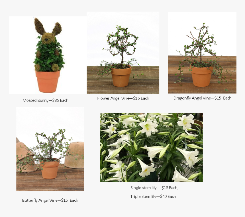 Easter Lily Pictures - Houseplant, HD Png Download