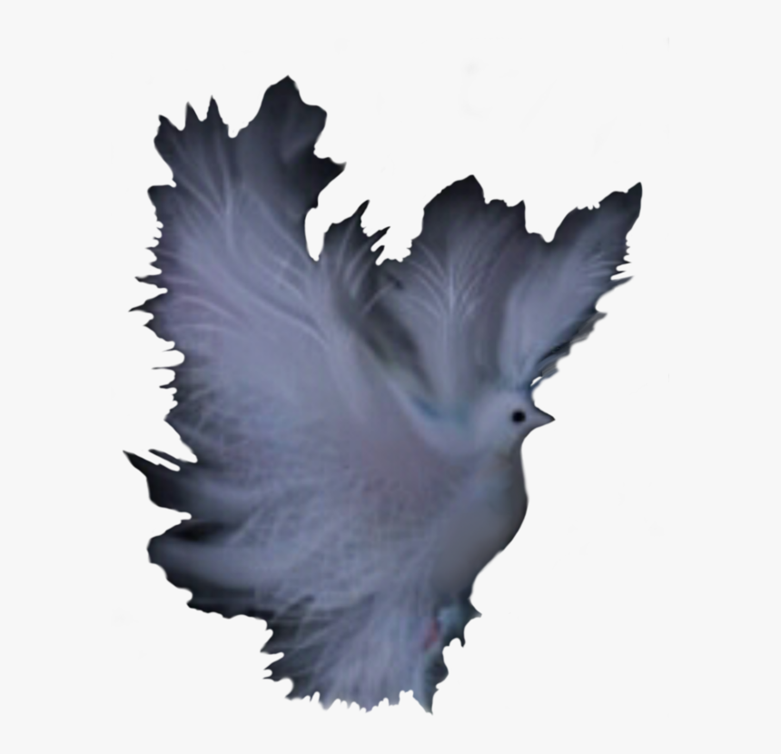 Tree,feather,leaf - Pigeons And Doves, HD Png Download