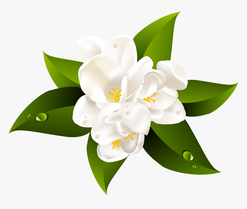 Transparent Jasmine Png, Png Download