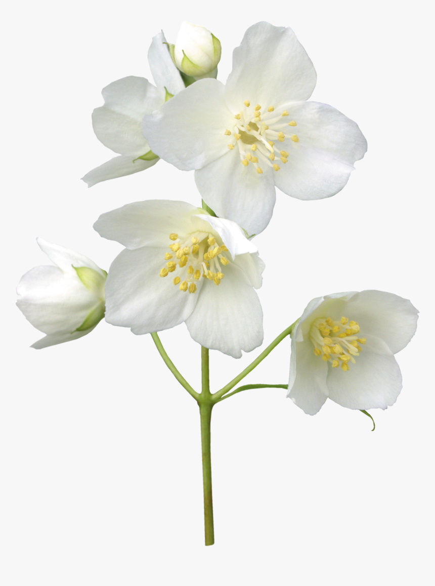Jasmin Flower, Leaves, Jasmine, Free, Tattoos, Flowers, - Jasmin Png, Transparent Png