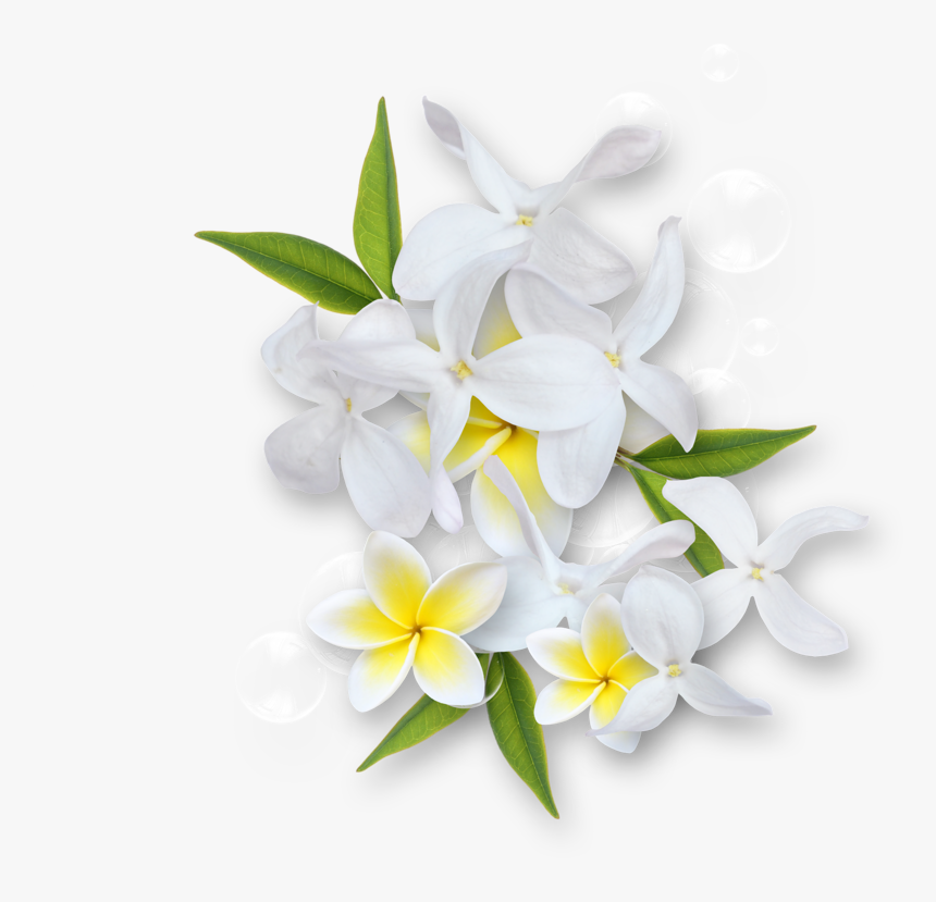 White Flowers Images Png, Transparent Png