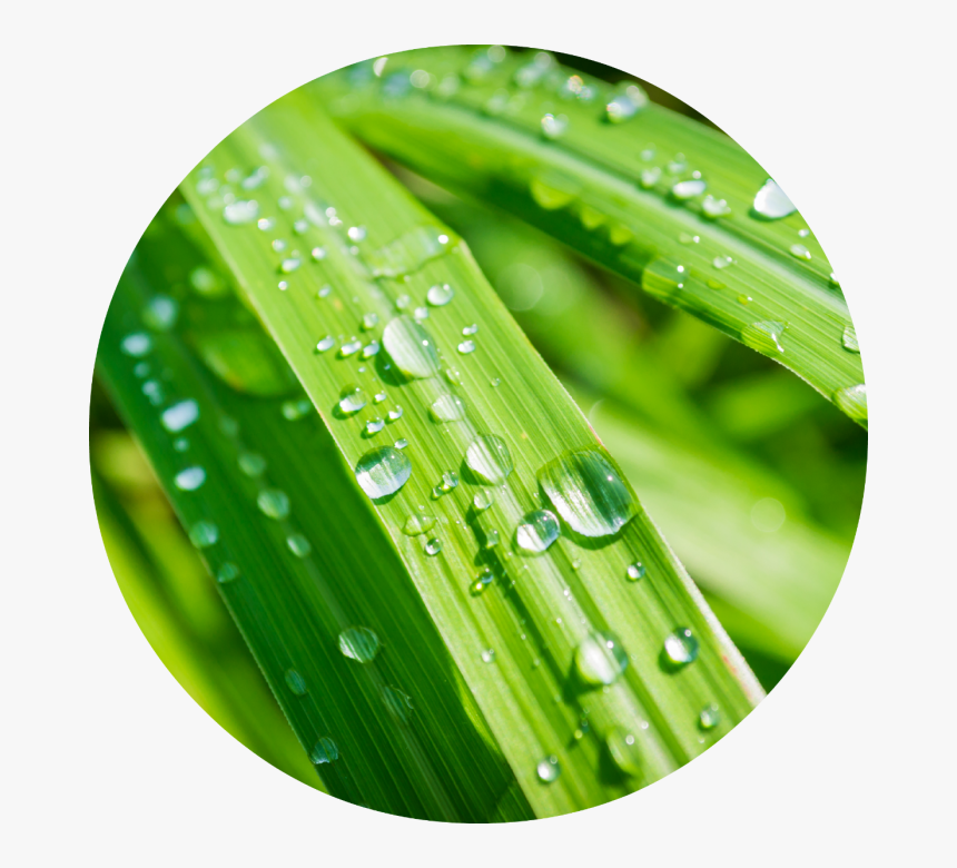 Citronella With Water Drop, HD Png Download