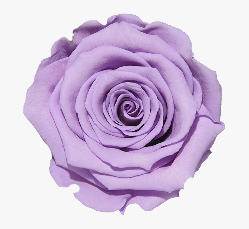 Floribunda, HD Png Download