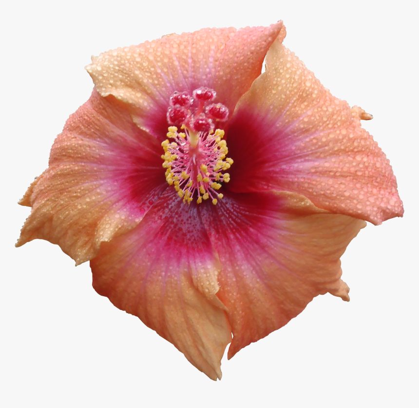 Flower Texture Png - High Resolution Flower Texture Png, Transparent Png